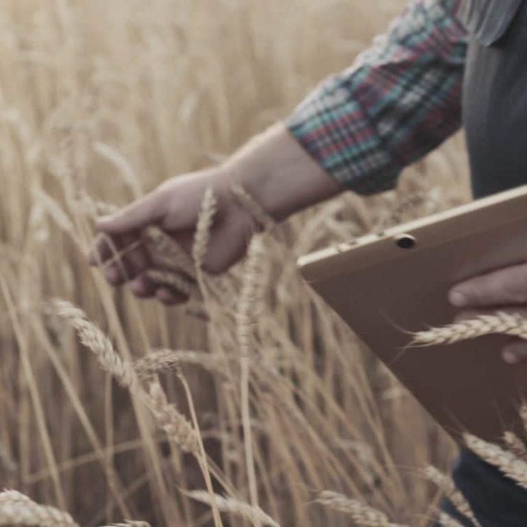 Agricultores artesano Mano tocando espigas de trigo mientras sostiene una tablet en un campo.